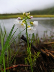 Cardamine polemonioides