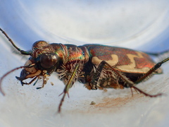 Cicindela repanda repanda