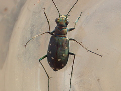 Cicindela oregona oregona