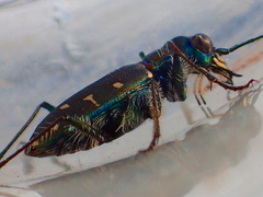 Cicindela oregona oregona