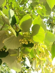 Tilia