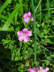 Geranium endressii