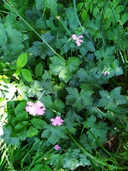 Geranium endressii