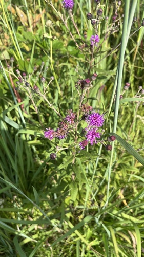 Image of Vernonia missurica by (c) diana schwartz, some rights reserved (CC BY)