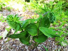 Epipactis helleborine orbicularis