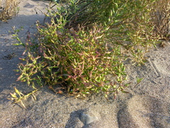 Cakile maritima euxina