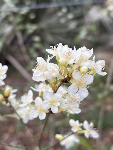 Eugenia sulcata, 2024-08-15