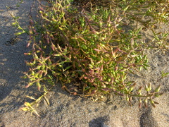 Cakile maritima euxina