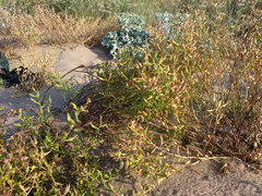 Cakile maritima euxina