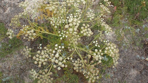 Image of Seseli tortuosum by (c) Nicola Crockford, some rights reserved (CC BY)