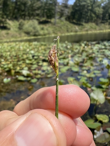 Swaying bulrush (Schoenoplectus subterminalis)