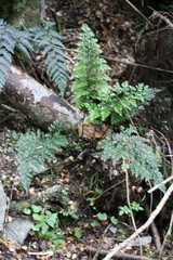 Asplenium richardii
