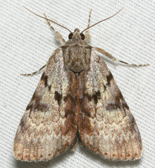 Catocala andromedae