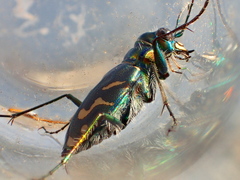 Cicindela tranquebarica vibex