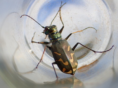 Cicindela tranquebarica vibex