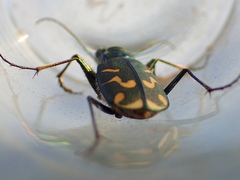 Cicindela tranquebarica vibex