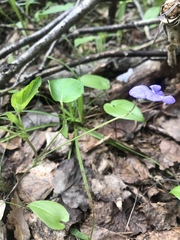 Rostratae
