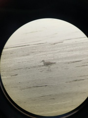 Calidris tenuirostris