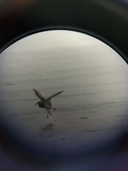 Calidris tenuirostris