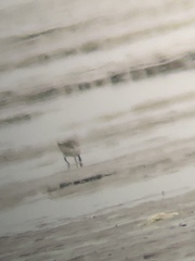 Calidris pygmaea