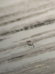 Calidris pygmaea