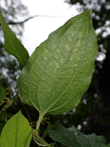 Image of Smilax riparia by (c) W Rao, some rights reserved (CC BY)