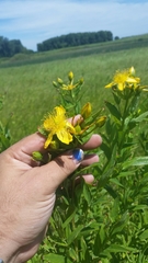 Hypericum ascyron pyramidatum
