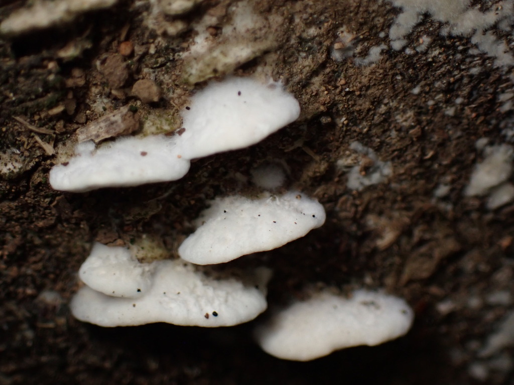 Cyanotrama gypsea · July 2024 · photo: © sus_scrofa (iNaturalist, cc-by)