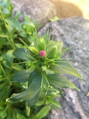 Magnoliopsida
