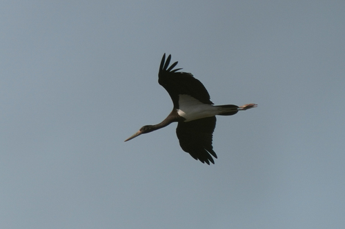 Cigüeña negra (Ciconia nigra)