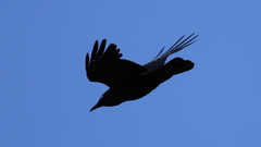 Corvus tasmanicus
