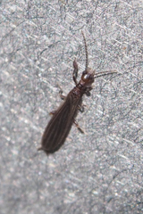 Oligotoma humbertiana