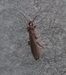 Oligotoma humbertiana