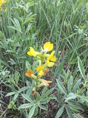 Thermopsis lanceolata
