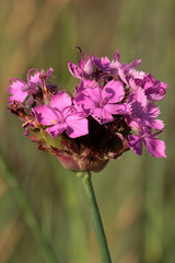 Dianthus andrzejowskianus