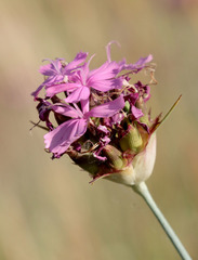 Dianthus andrzejowskianus