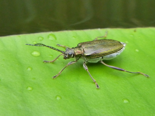 Water-Lily Reed Beetle