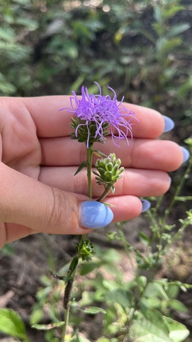 Image of Liatris scariosa by (c) diana schwartz, some rights reserved (CC BY)