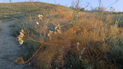 Prangos trifida