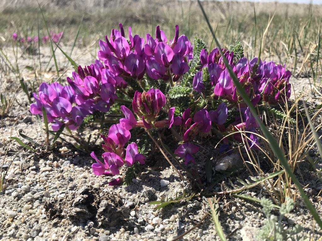 Small Leaved Locoweed