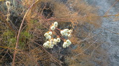 Prangos trifida