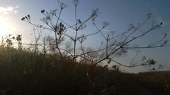 Prangos trifida