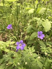 Geranium pseudosibiricum