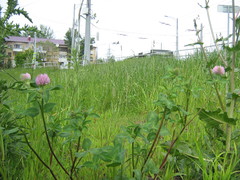 Trifolium pratense