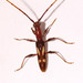 Escarabajo Manchado de Cuernos Largos - Photo (c) Lauren Zárate, algunos derechos reservados (CC BY-NC), subido por Lauren Zárate