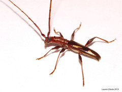 Neocompsa exclamationis