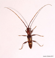 Neocompsa exclamationis