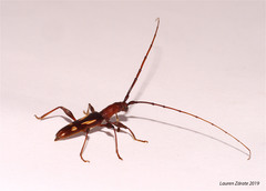 Neocompsa exclamationis