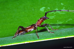 Neocompsa exclamationis