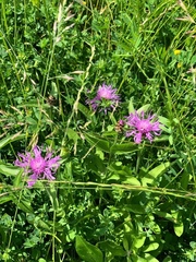 Centaurea